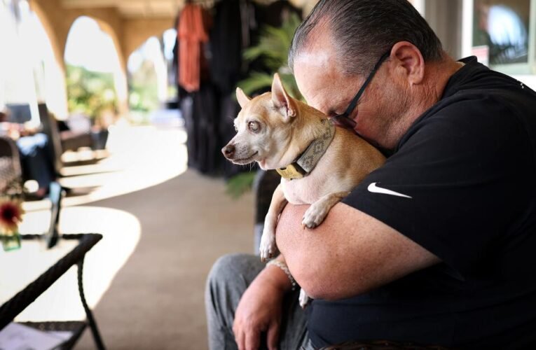 A alegria e a tristeza de adotar um cachorro idoso