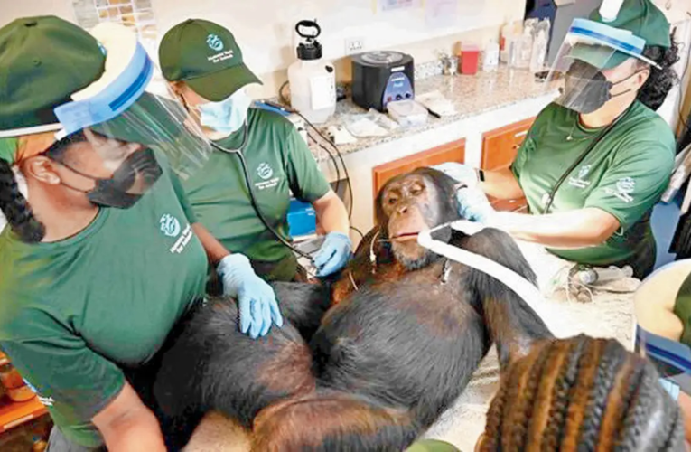 Após anos de pesquisa, chimpanzés recebem cuidados médicos em santuário na Libéria
