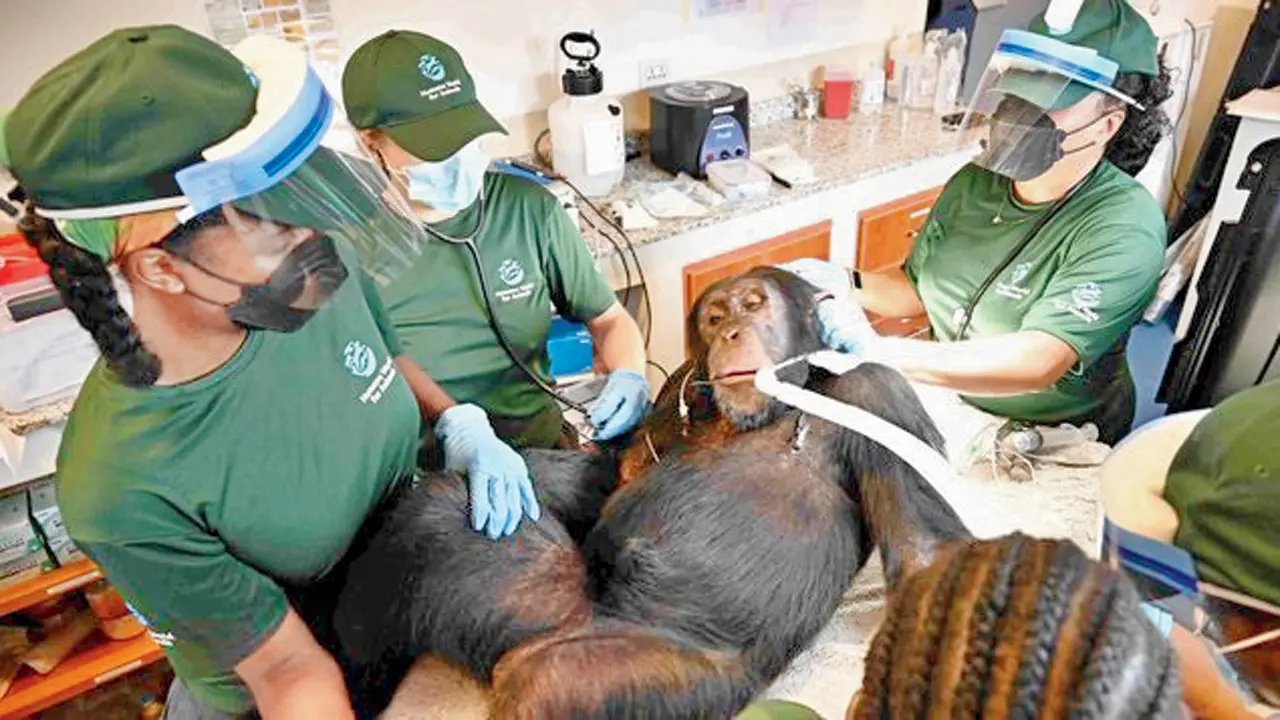 Após anos de pesquisa, chimpanzés recebem cuidados médicos em santuário na Libéria