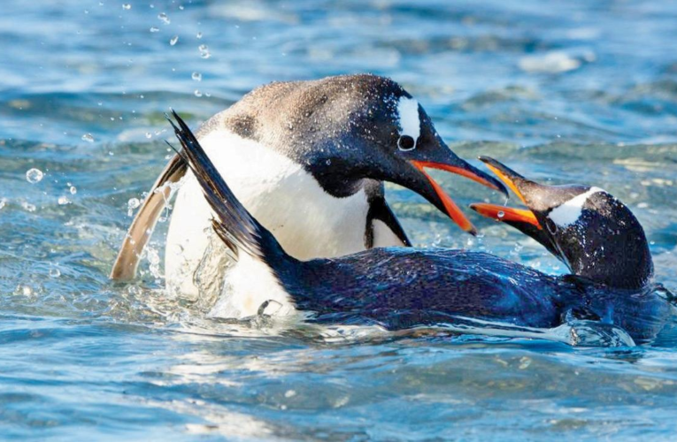 Cientistas descobriram uma nova espécie de pinguim-gentoo nas remotas ilhas Kerguelen