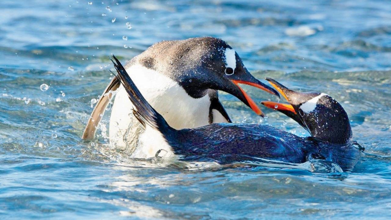 Cientistas descobriram uma nova espécie de pinguim-gentoo nas remotas ilhas Kerguelen