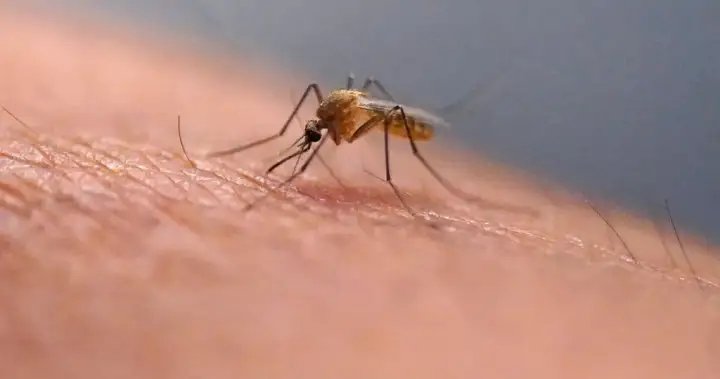 Coçar uma picada de inseto pode ser bom no início, mas a ciência explica por que é uma má ideia – Nacional