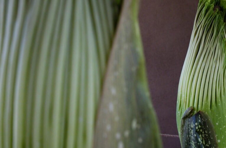 Duas flores raras de cadáveres farão Huntington cheirar mal