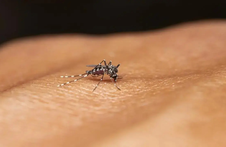 Número de mortes por dengue em Bangladesh sobe para 87 em setembro, número de casos ultrapassa 61 mil