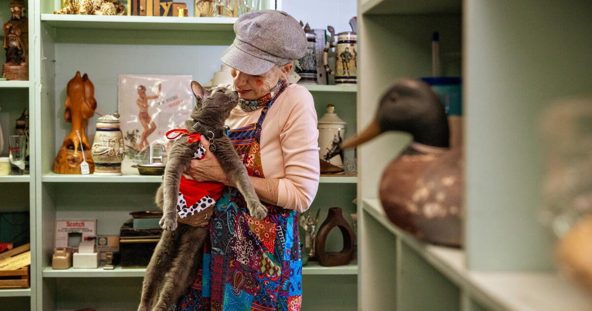 O gato caolho e celebridade de Long Beach, Likho, comemora seu 15º aniversário