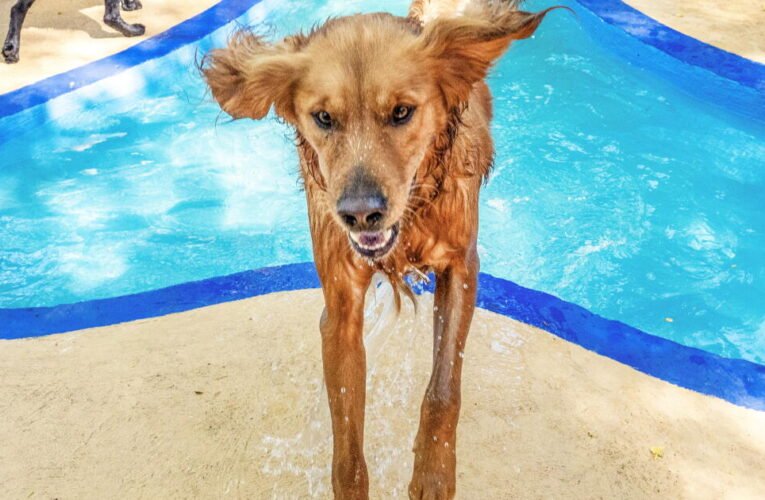Dentro da ‘Disneylândia para cães’ de Topanga, um retiro luxuoso para cães como nenhum outro